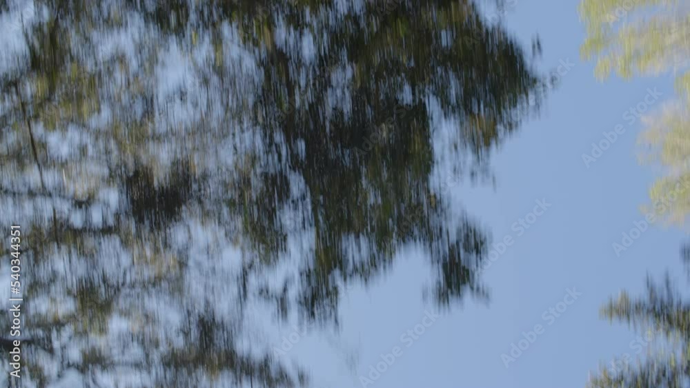 View looking up at blue sky and trees while driving in California. Starts with movement and trees in view, ends on blue sky