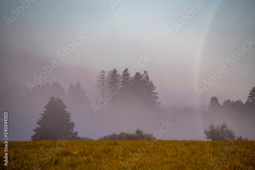 misty morning in the forest