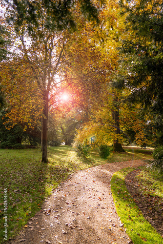 Basildon Park Autumn Fall Countryside Walk along a Woodland path with sun flare shining through the tree branches