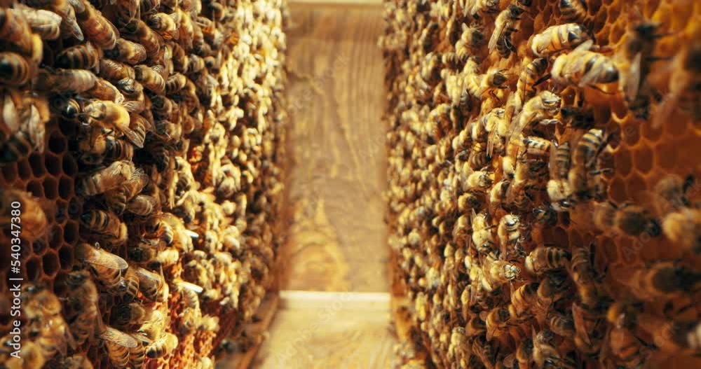 Bees coworking in hineycomb in beehives selective focus close up shot on insects natural products in apriary countryside concept. Bees coworking in hineycomb in beehives selective focus close up shot on insects natural products in apriary countryside concept.