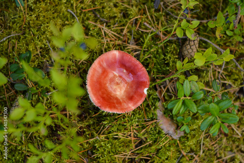 Russula, russule mushroom, with a red hat grow in the forest in autumn and summer in green moss and grass