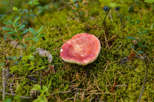Russula, russule mushroom, with a red hat grow in the forest in autumn and summer in green moss and grass