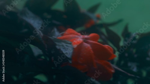 Time lapse video of drops of water hitting the red flower in the dark during the rain