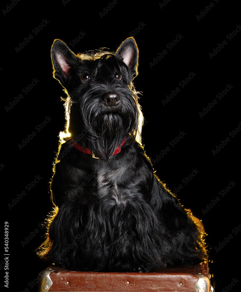 Black scottish terrier isolated on black background
