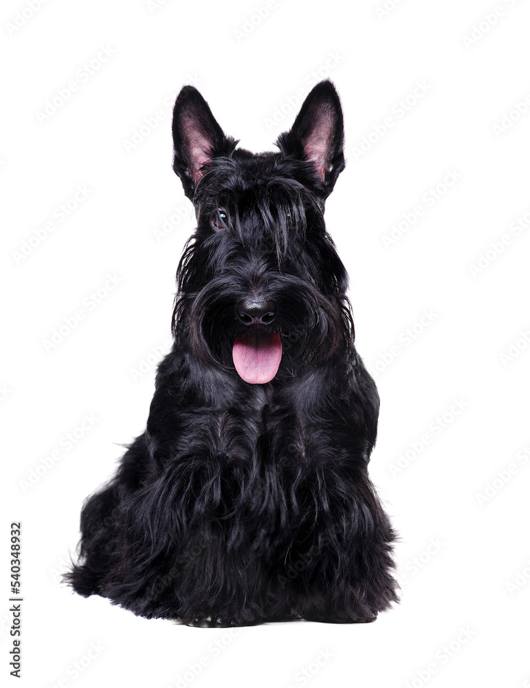 Black scottish terrier looking up isolated on white