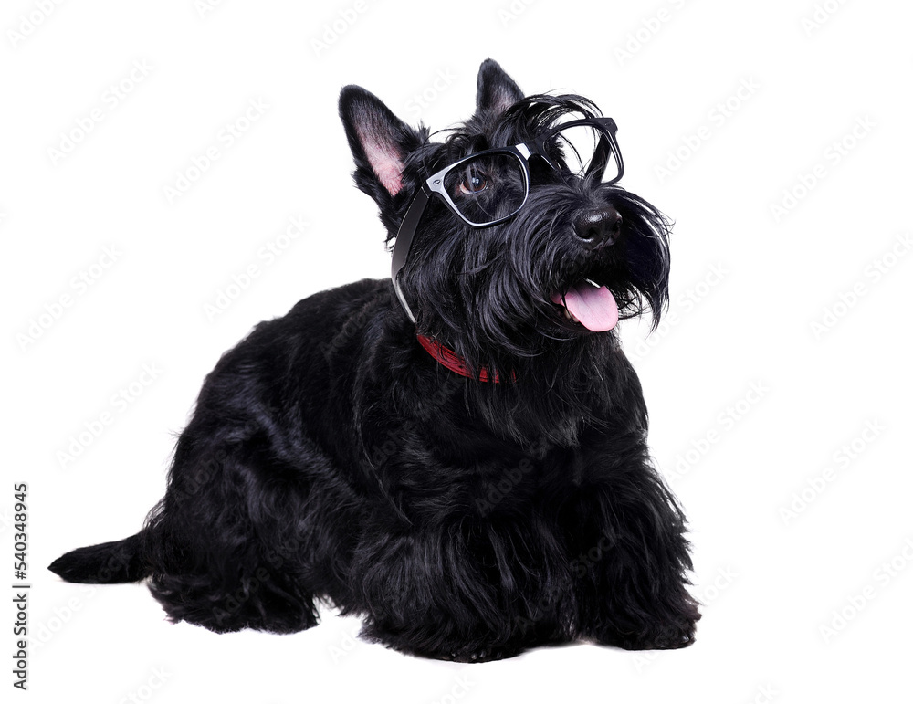 Black scottish terrier wearing glasses looking to the copy space area