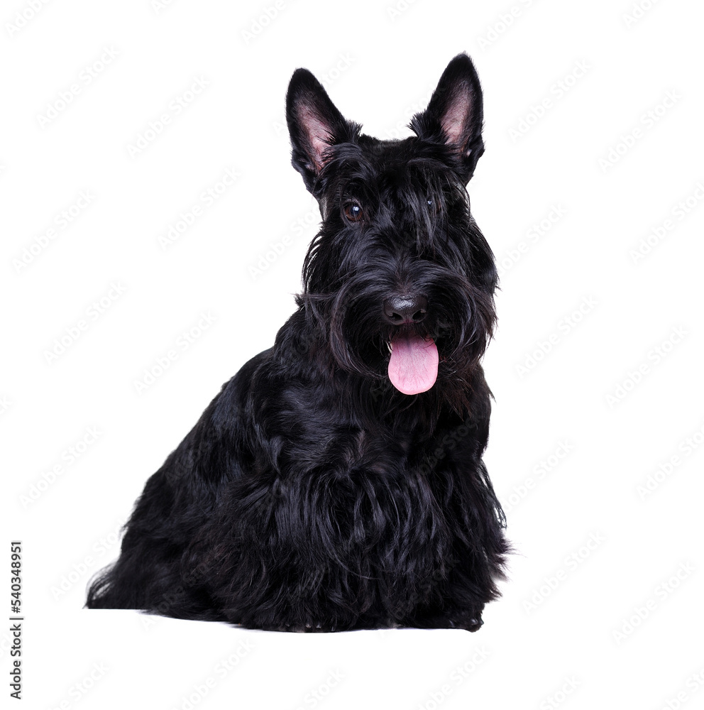 Closeup portrait of a black scottish terrier