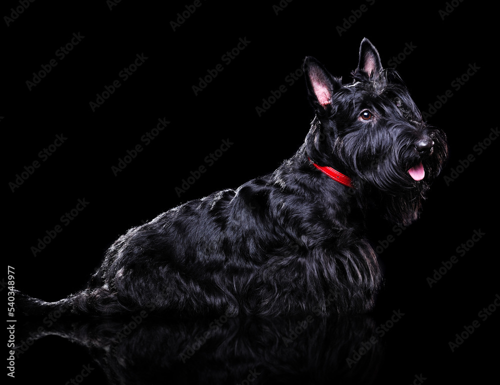  low key  silhouette side view portrait of a scottish terrier