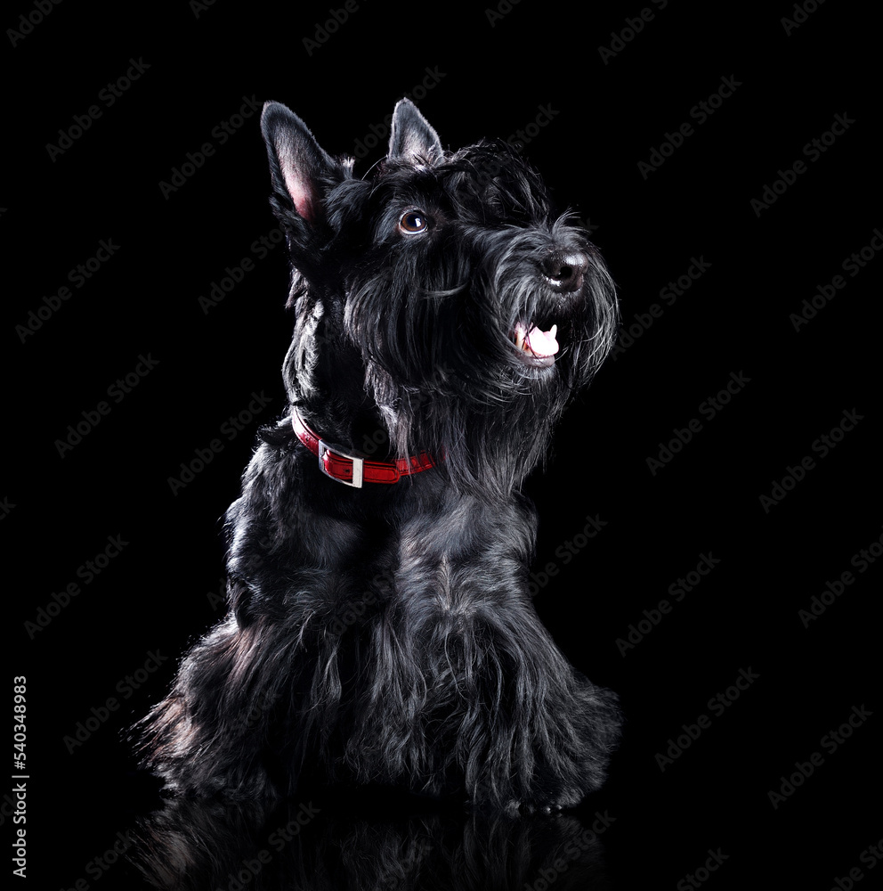 Low key portrait of a black scottish terrier isolated on black