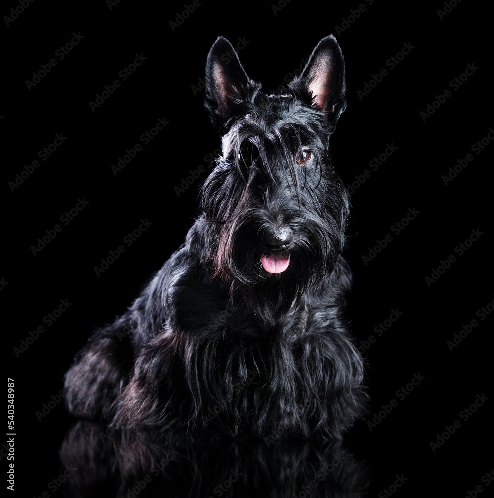 Low key portrait of a black scottish terrier Low key portrait of a black scottish terrier