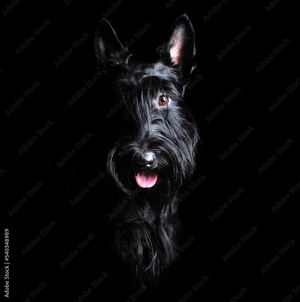 Low key portrait of black scottish terrier