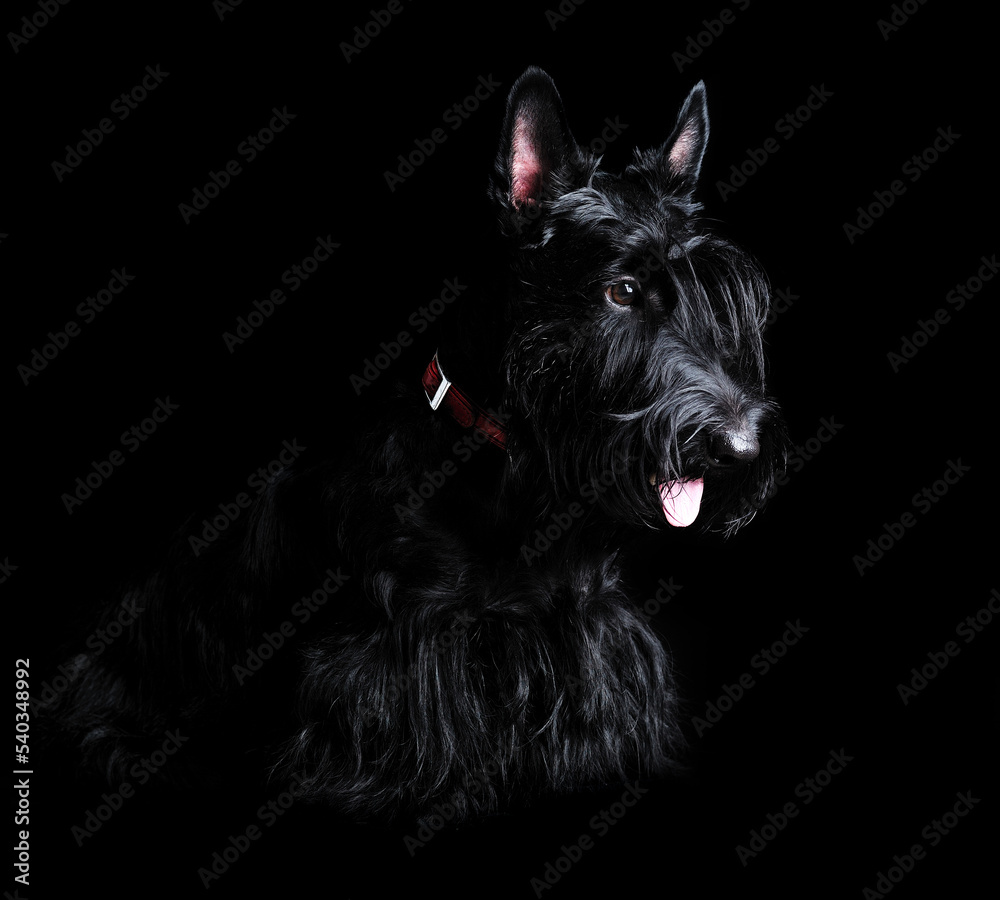 Low key side view portrait of black scottish terrier