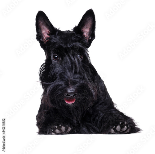 Closeup portrait of a black scottish terrier holding blank on white background
