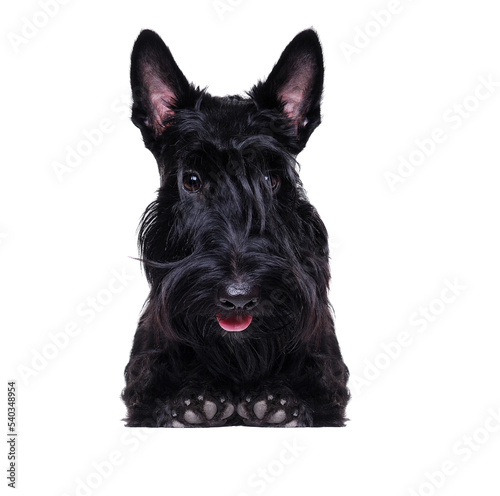 Closeup portrait of a black scottish terrier holding blank screen
