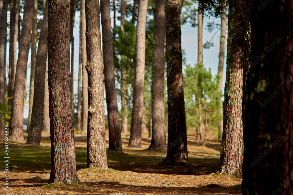 Obraz premium la forêt
