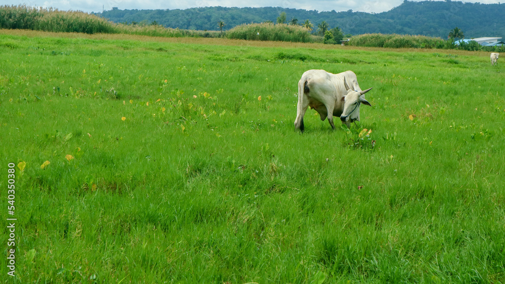 Obraz premium cows in the middle of rice fields