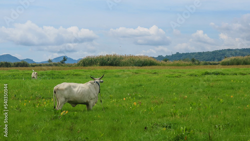 cows in the middle of rice fields