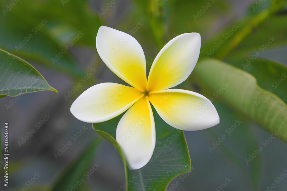 Obraz premium Close up detail of a plumeria blossom