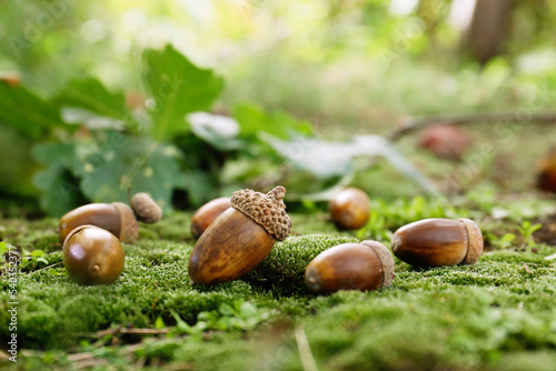 Many acorns on green moss in forest, space for text