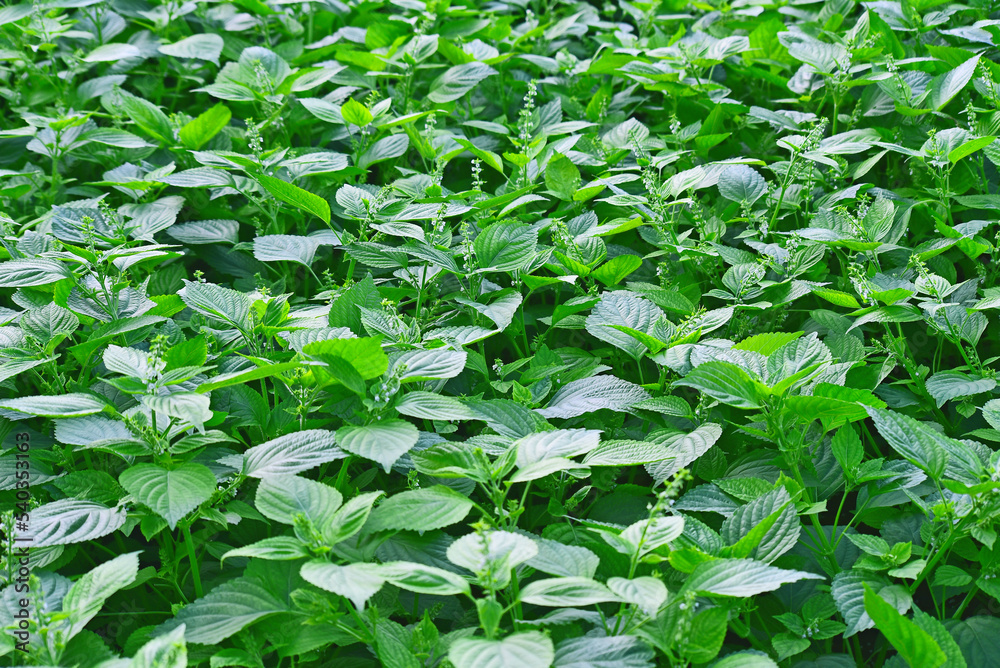 Fototapeta premium Perilla leaves used as various ingredients in Korean food, 한국인의 음식에 다양한 식재료로 쓰이는 들깻잎