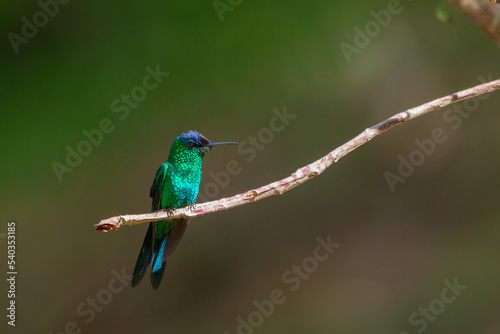 Violet-capped Woodnymph