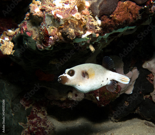 Seal Faced Pufferfish swimming  Boracay Island Philippines