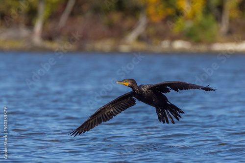 Double-crested cormorant (Nannopterum auritum) in autumn photo