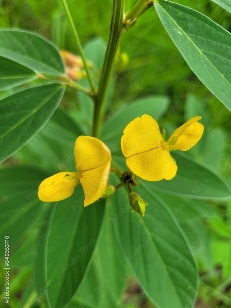 Fototapeta premium yellow flower