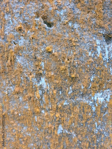 moss texture