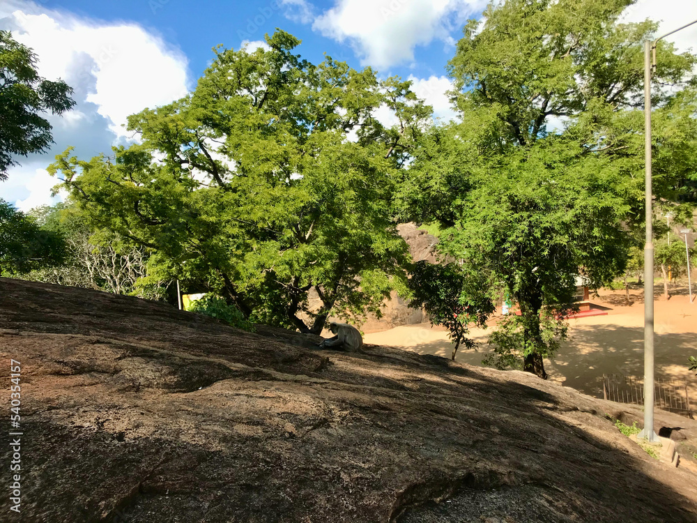 Mihintale, Sri Lanka, November 2019 - A dirt path next to a tree