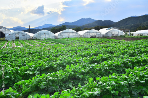 Green house and field scenery in rural Korea,
한국 농촌의 비닐하우스와 밭 풍경