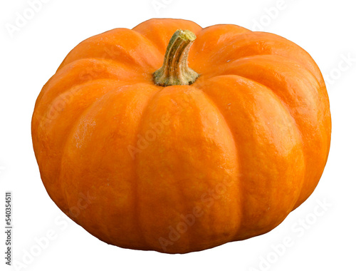 Mini pumpkin in traditional orange, fall harvest 