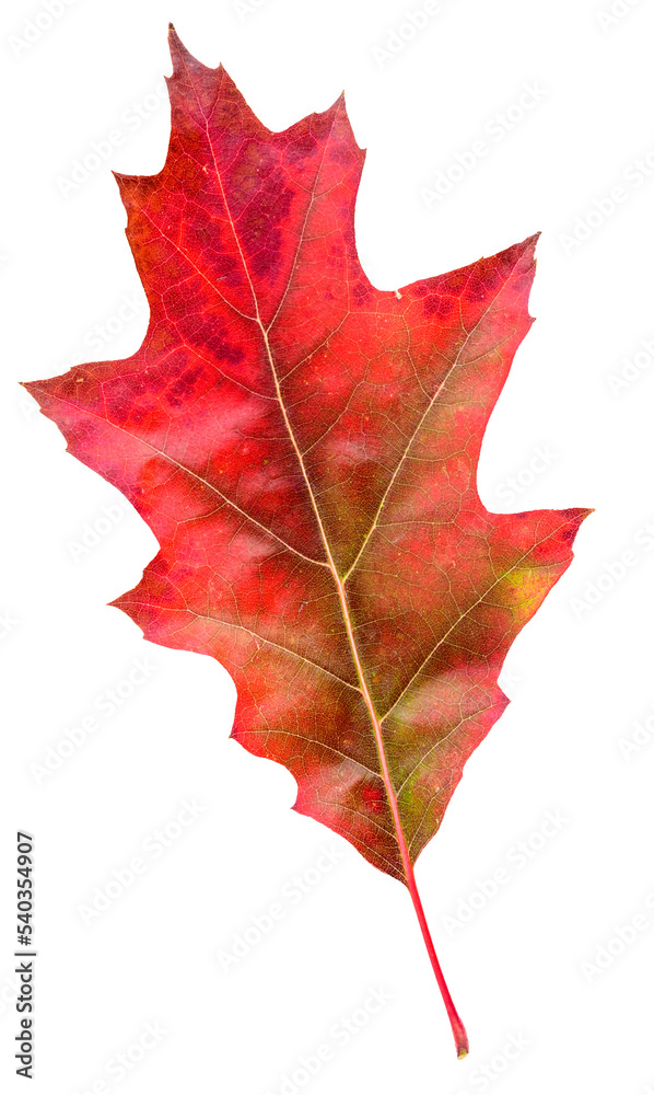 Fototapeta premium Red oak leaf in fall color, changes in nature 