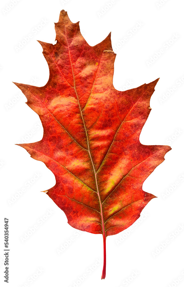 Fototapeta premium Red oak leaf in fall color, changes in nature 