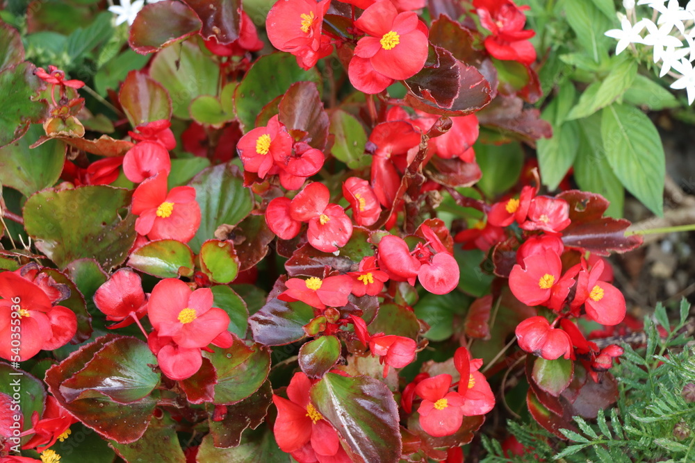 花 花