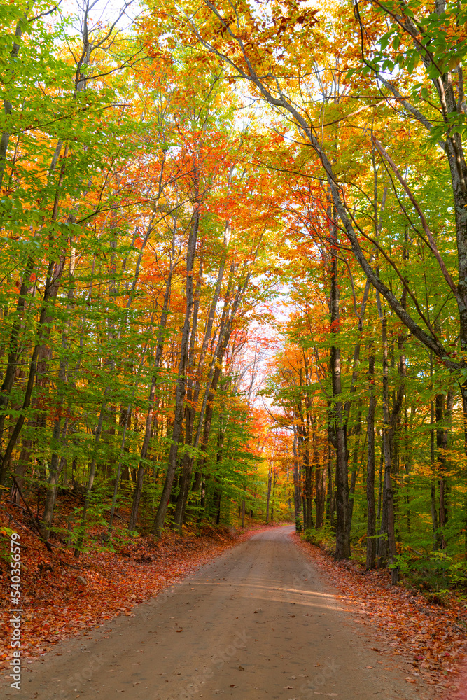 Obraz premium landscape of hiking trail in autumn forest with fallen leaves