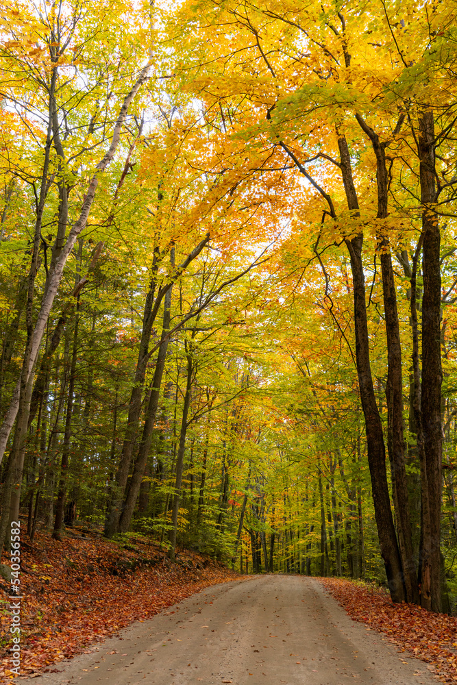 Obraz premium landscape of hiking trail in autumn forest with fallen leaves