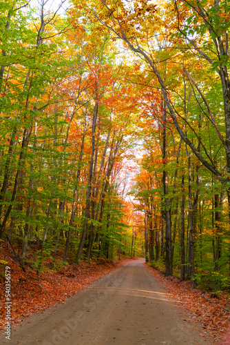 landscape of hiking trail in autumn forest with fallen leaves