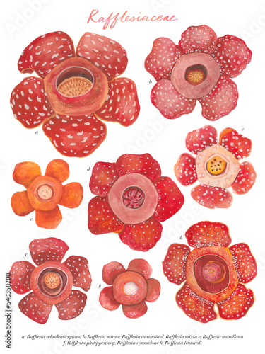 Fototapeta Naklejka Na Ścianę i Meble -  Watercolor Philippine flora Rafflesiaceae with scientific names