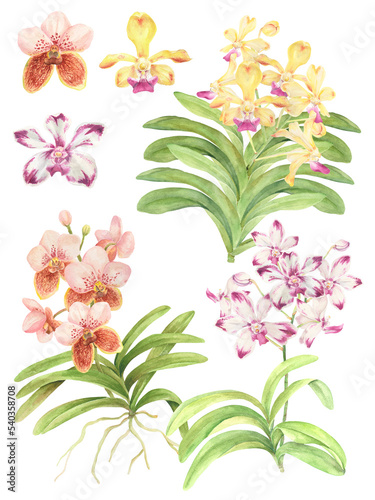 Fototapeta Naklejka Na Ścianę i Meble -  Watercolor Philippine flora Vanda orchids
