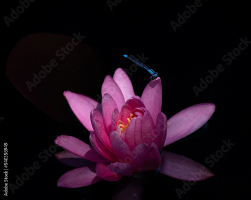 Dragonfly on flower