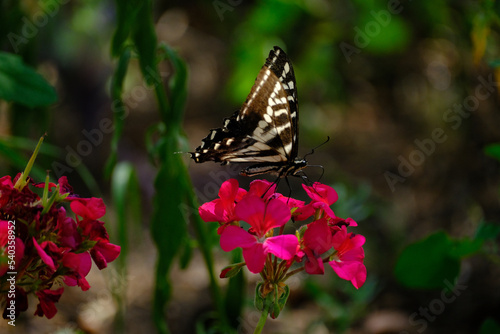Butterfly on flower
