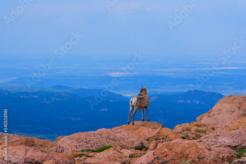 Donkey on mountain