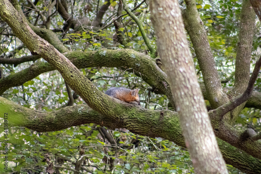 Fototapeta premium Sleeping fox tree