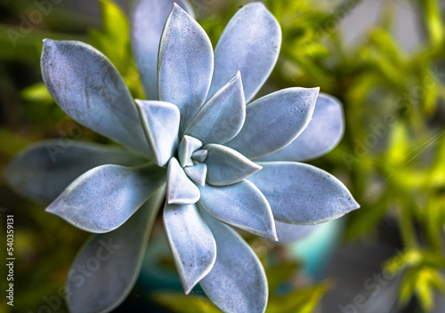 Blue macro flower