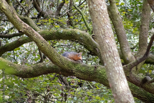 Sleeping fox tree