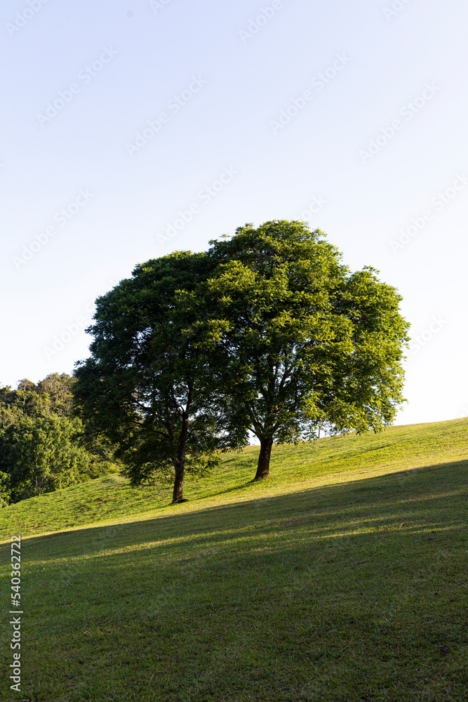 Landscape view of green grass on slope . Landscape view of green grass on slope .