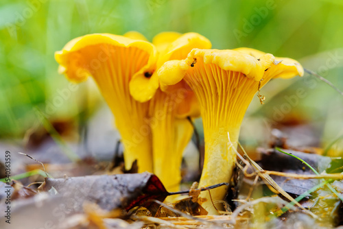 Edible mushrooms. Close up of chanterelle mushrooms in a forest. forest background