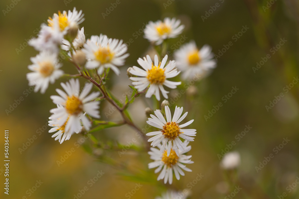 white asters on an olive green bokeh background (soft focus)