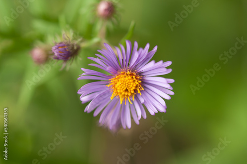 new york aster flowers and buds close up on a green bokeh background